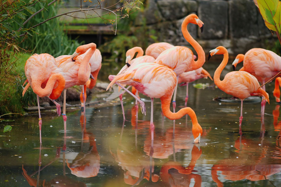 Flamingo birds